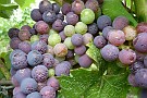 slides/P1000218.JPG  P1000218